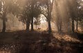 kangaroo morning mist pinnacle